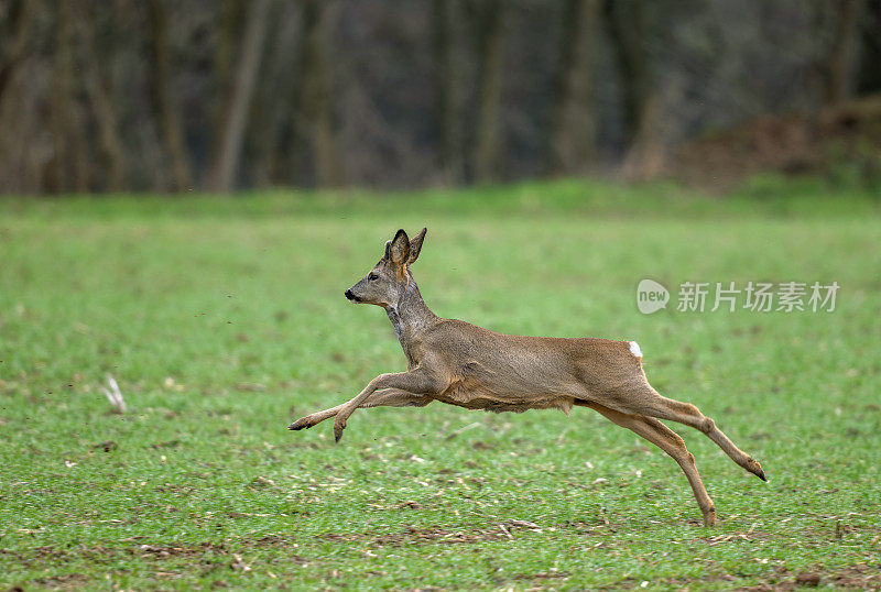 奔跑的小雄鹿(Capreolus Capreolus)